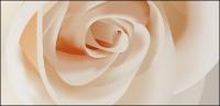 Vector white roses close-up material