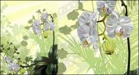 Material d'il lustració vectorial orquídies