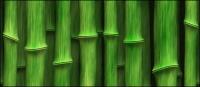 Green bamboo background of the picture material