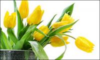 Material d'imatge tulip groc