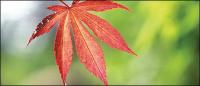 Red Maple Leaf picture material