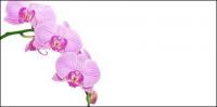 Orchid white picture material-10