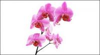 Orchid white picture material-8