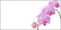 Orchid white picture material-6