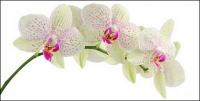 Orchid white picture material-4