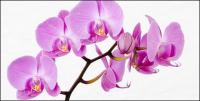Orchid white picture material-3