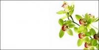Orchid white picture material-1