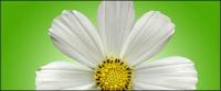 Water white daisy picture material