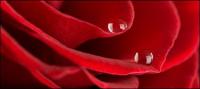 Close-up panorama de material de roses vermelles -5