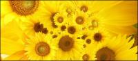 Sunflower picture background material-4