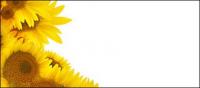 Sunflower picture background material-2