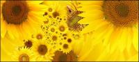 Sunflower picture background material-5
