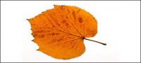 Photos of autumn leaves material