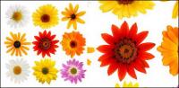Material d'imatge de colors daisy