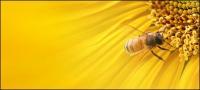 Sunflower picture background material-8