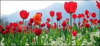 Cong tulips picture material