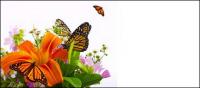 Material d'imatge de papallona i lily