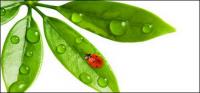 Floating plants and insects picture material-10