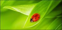 Floating plants and insects picture material-7