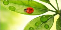 Floating plants and insects picture material-8