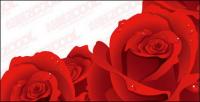 Exquisite red roses vector material
