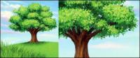 A tree vector material