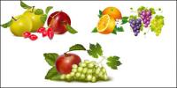 Fruit vector material