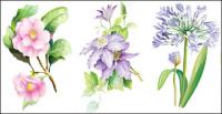 7 elegant watercolor flowers vector material
