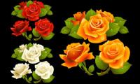 What a beautiful rose Vector		