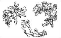 Dianthus superbus, costas, West House Begonia, Aegiceras, radish flowers