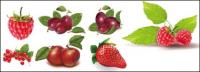 Large red berries, strawberry vector