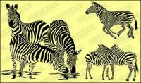 Zebra vector material