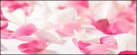 White Rose petal pink roses picture