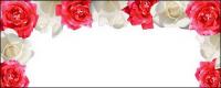 Red Rose White Rose-picture material