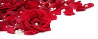 Pearl red rose petals