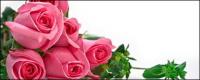 A bouquet of pink roses picture material