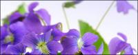 Elegant purple flowers picture material