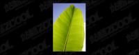 Leaf quality picture material-4