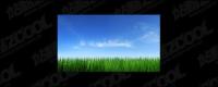 Grass sky picture material-4