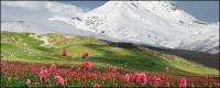 Snow-capped mountains of flowers picture material