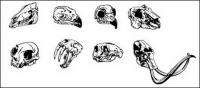 Go Media produced vector material - animal skull