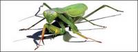 Realista AI de mantis material de vector