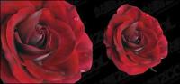 Vivid red roses vector material