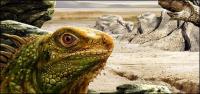Featured psd lizards layered material