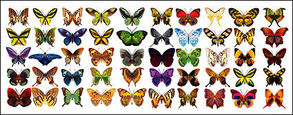 Butterfly exquisit material de vector