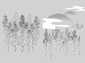 Vector line drawing of flowers-35(Cauliflower, clouds)