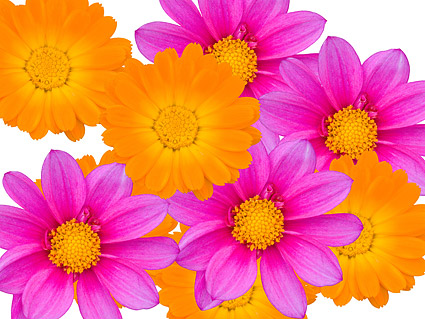 Color daisy picture material