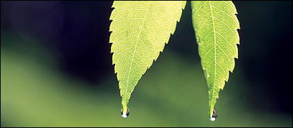 Two leaves with water drops picture material