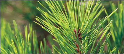 Pine leaves close-up picture material