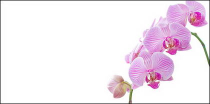 Orchid white picture material-6